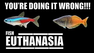 How To Euthanize A Fish Humanely CMP [upl. by Sieracki882]