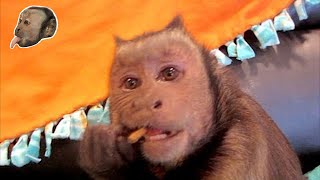 Capuchin Monkey LOVES Organic Animal Crackers Whole Grain [upl. by Flaherty]