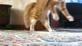 Thriller Cat Different Dance HD [upl. by West]