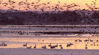 マガンの塒立ち Whitefronted Goose roosting at Izunuma  Shot on RED EPIC Highspeed [upl. by Barrada783]