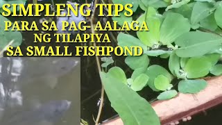 EASY TIPS PARA SA PAGAALAGA NG TILAPIYA SA SMALL FISHPOND SA BAKURAN  CaRamilTV [upl. by Rora]