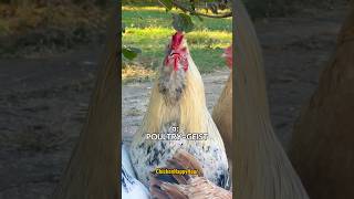 POULTRYGEIST chicken ghost jokes dadjokes funnyshorts comedy rooster chickens halloween [upl. by Llaccm]