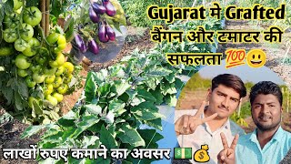 Gujarat मे Grafted बैंगन और टमाटर की सफलता 💯😃 Grafted plant success in Gujarat [upl. by Htennaj]