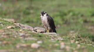 Faucon pèlerin  Peregrine Falcon Falco peregrinus [upl. by Duong800]