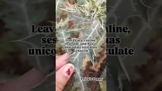 PapaveraceaePrickle Poppy Part2 youtubeshorts biology botany plants [upl. by Primalia]