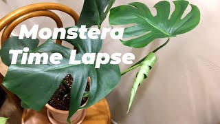 Monstera deliciosa 몬스테라plant timelapse 몬스테라 타임랩스 식물타임랩스 [upl. by Ayotnom]