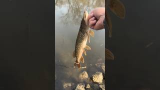 Des Plaines River Pike fishing Quick Release [upl. by Ruggiero]