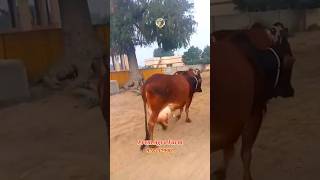 Rathi Cow25 kg milk Sahiwal Cow Breeding Quality CowPremAgroFarm [upl. by Akinar]