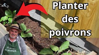 comment planter les poivrons [upl. by Four]