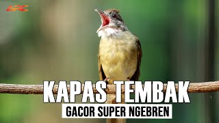 KAPAS TEMBAK GACOR SUPER MEWAH [upl. by Silas322]