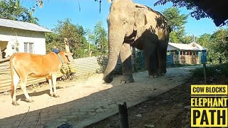 Herd of Cow Blocks the Elephant Path  Cow Vs Elephant 🐘 [upl. by Sophy]