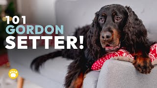 Gordon Setter Facts Temperament Grooming Personality and More [upl. by Yalonda220]