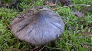 spot à tricholome prétentieux tricholoma portentosum le charbonnier [upl. by Snevets459]