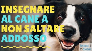 COME INSEGNARE AL CANE A NON SALTARE ADDOSSO [upl. by Delgado]