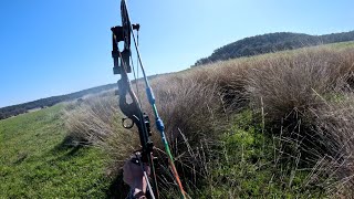 Good weekend bowhunting pigs  bowhunting Australia [upl. by Sandye]