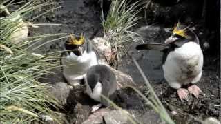 Macaroni Penguins [upl. by Nohsar796]