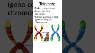 Telomeres [upl. by Ahsinid]