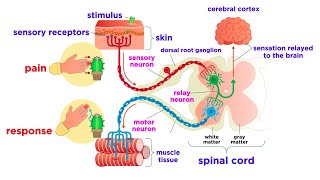 The Peripheral Nervous System Nerves and Sensory Organs [upl. by Atnoed991]