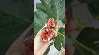 Why You Should Eat Figs Every Day satisfying shorts [upl. by Dorie]