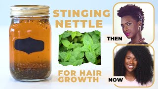 Stinging Nettle For Fast Hair Growth  For Hair Loss  DHT BLOCKER [upl. by Ydeh]