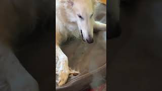 THATS THEIR HOME borzoi notapproved no funny borzoi dogs ants bugs [upl. by Berkin]