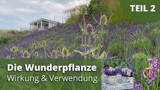 Die Wunderpflanze Lavendel  Wirkung Anwendung  Teil 2 [upl. by Osmund]