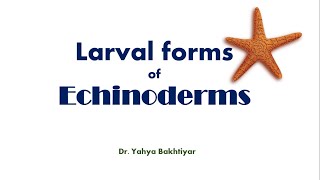 8 Larval Forms of Echinoderms Larvae of Echinodermata [upl. by Reinhold]