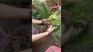 Cycas Plant Bulbs  Short 64  Beautiful Garden gardendesign [upl. by Ontine6]