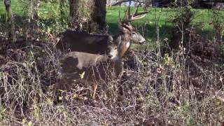 White Tail Deer Mating [upl. by Emmet555]