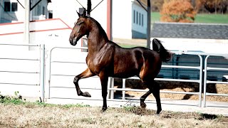 KELLYS FLASH  Yearling Standardbred Stallion [upl. by Shanan]