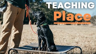 How To Teach Your Lab Puppy Place Quickly and Easily [upl. by Anibas]