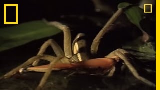 Fishing Spider vs Frog  National Geographic [upl. by Palmira]