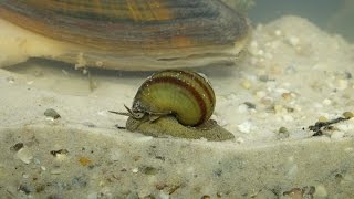 Viviparus viviparus  Sumpfdeckelschnecke  River Snail [upl. by Lem]