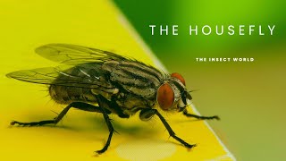 What Everyone Needs To Know About Common Houseflies insects [upl. by Herra]