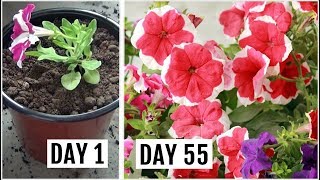 Know The Right Way to Grow amp Care for Petunia Plant [upl. by Mcroberts]