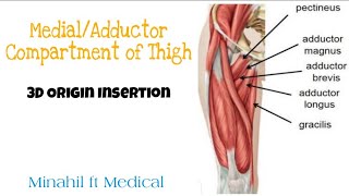 MedialAdductor Compartment of thigh  3D origin insertion [upl. by Sublett]