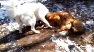 Great pyrenees vs Golden retriever [upl. by Laemsi]