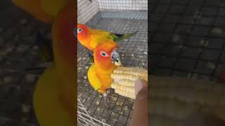 Sun conure Playing time 🦜💥🔥trending birds birdslover sunconure [upl. by Perrie]