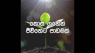 Jivithayata padamak ජීවිතයට පාඩමක් [upl. by Emirak]