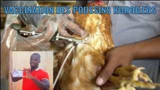 VACCINATION DES POUSSINS KUROILERS [upl. by Shriner628]