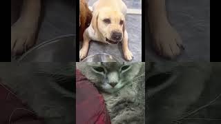 A dog angry on owner short video  like and subscribe [upl. by Khoury]