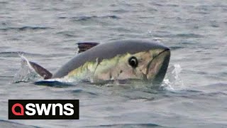 Kayaker paddles three miles out from Cornwall to discover rare bluefin tuna all around him  SWNS [upl. by Etnaid871]