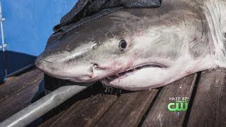 1300Pound Great White Shark Pings Near South Jersey [upl. by Dazhehs]