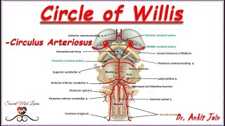 Circle of Willis Anatomy  Simplified Blood supply to brain  Circulus Arteriosus [upl. by Aehtela]