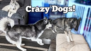 What its REALLY Like Owning Siberian Huskies  My Crazy Dogs [upl. by Ashlin]