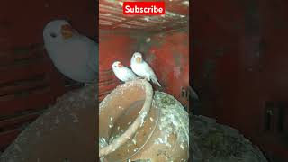 Zebra Finch Breeding The Ultimate Guide [upl. by Etra]