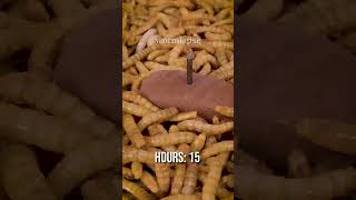 10 000 Mealworms vs CHOCOLATE [upl. by Angelo168]