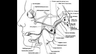 Ganglia of the facial nerve  Geniculate Pterygopalatine Submandibular ganglion [upl. by Infield]