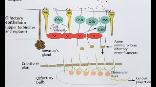 OLFACTORY EPITHELIUM Anatomy  Location in NOSE [upl. by Llehcar751]