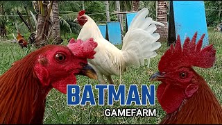 Lets Visit The Farm Of Batman Gamefarm [upl. by Eocsor272]